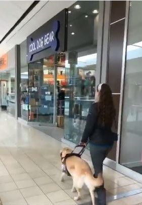 시각장애 주인을 펫샵으로 이끈 안내견