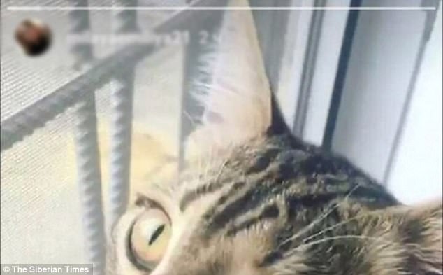 Anna was also shocked to find an image of her pet cat on Emilia
