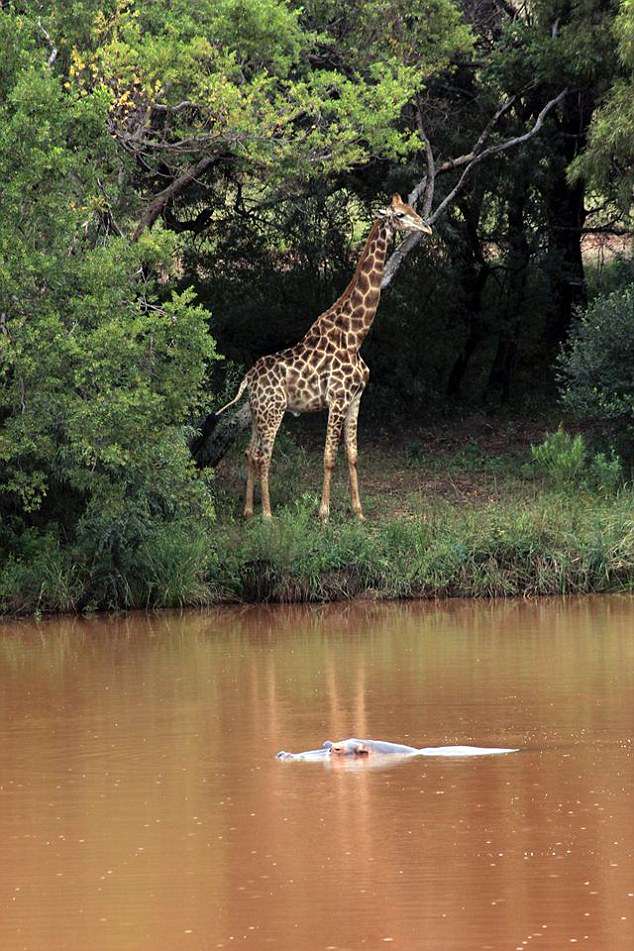 Gerald the Giraffe (pictured) crushed the camera man