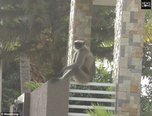 One milkman said he was attacked by one of the monkeys seven times while on his route