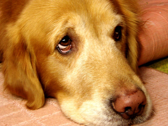 Image result for ãªããªãã¼