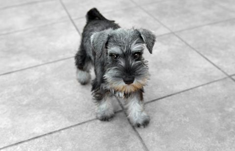 Image result for ã·ã¥ãã¦ã¶ã¼