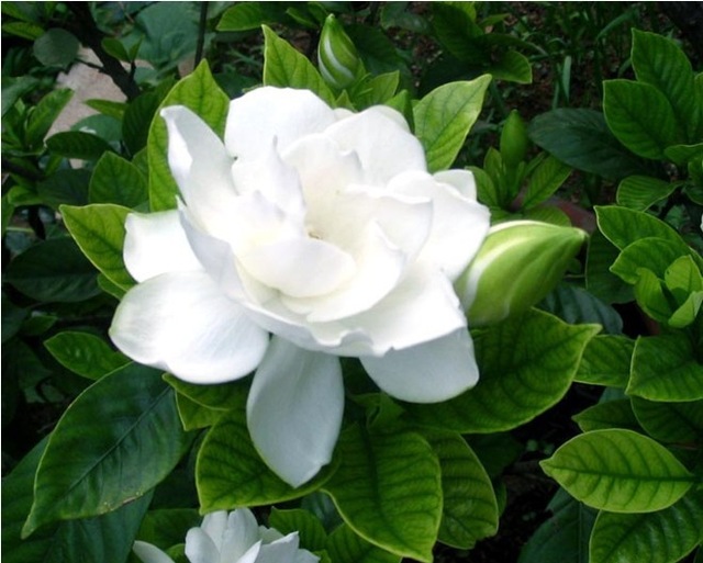 gardenia