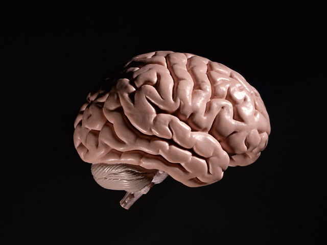 ã²ã¼ã è³ã海馬ì ëí ì´ë¯¸ì§ ê²ìê²°ê³¼