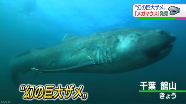 ã¡ã¬ãã¦ã¹ å°éì ëí ì´ë¯¸ì§ ê²ìê²°ê³¼