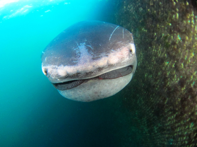 ã¡ã¬ãã¦ã¹ì ëí ì´ë¯¸ì§ ê²ìê²°ê³¼