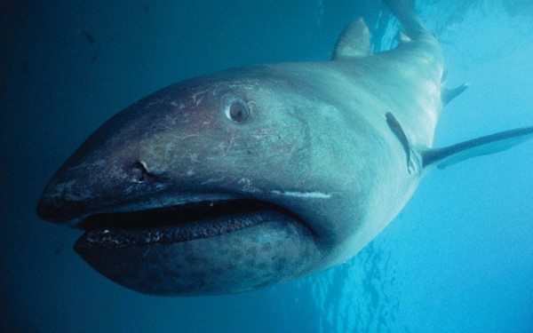 ã¡ã¬ãã¦ã¹ãì ëí ì´ë¯¸ì§ ê²ìê²°ê³¼