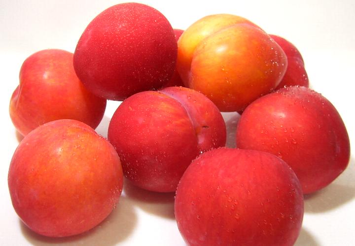 ãããããã®ç»åæ¤ç´¢çµæ