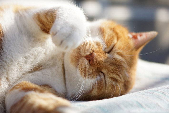 ãç«ãåãé³´ãããã®ç»åæ¤ç´¢çµæ