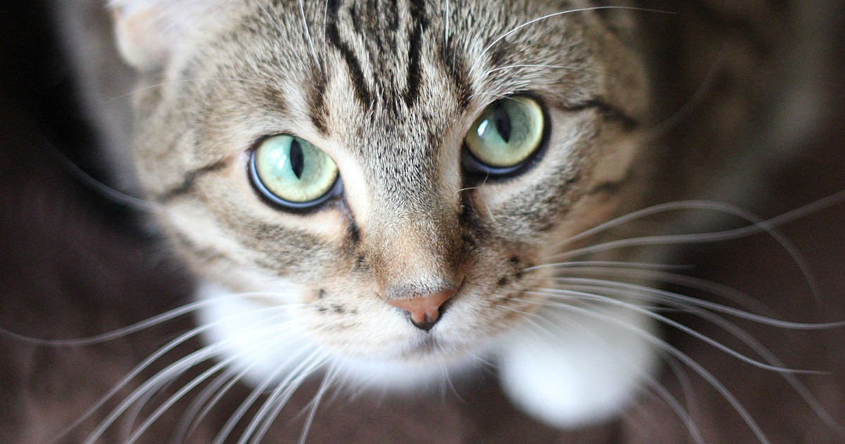 ãç«ããã²ãã®ç»åæ¤ç´¢çµæ