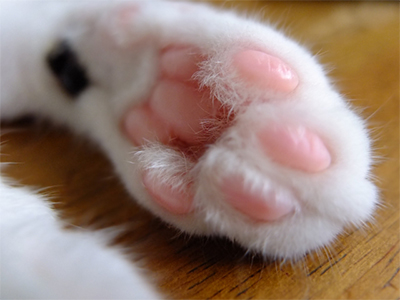 ãç«ãèçã«æ±ããããã®ç»åæ¤ç´¢çµæ