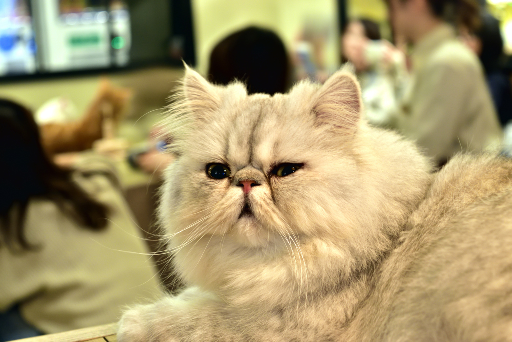 ãä½ããã¦ããªãã®ã«å«ããã®ç»åæ¤ç´¢çµæ