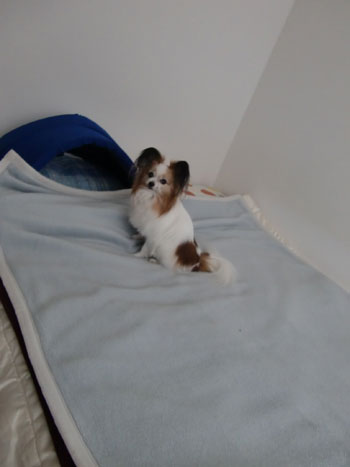 ãé»æ° ã¤ããã¾ã¾ å¯ããã®ç»åæ¤ç´¢çµæ