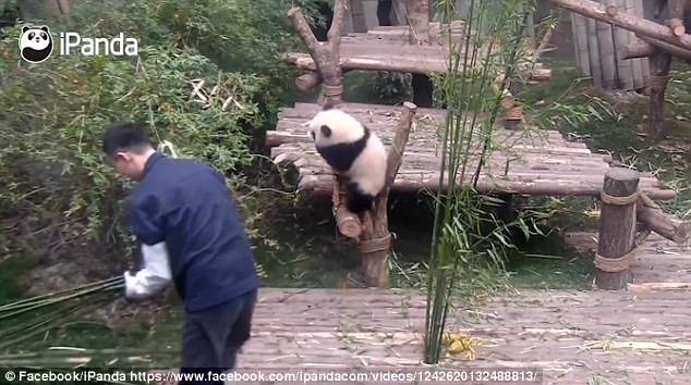 Attempts to place the animal higher up and further away fail too as the determined mammal finds a way each time to navigate a route down and back to the object of his affections