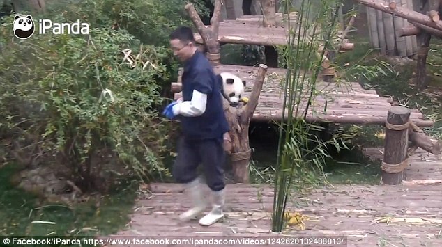 The employee picks up the black and white ball of fluff and plops it on a wooden platform but it soon eagerly climbs back down and scurries to him to throw itself at his leg again