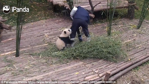 Pandas live in mountain forests, and as typically solitary creatures are usually quite content to entertain themselves