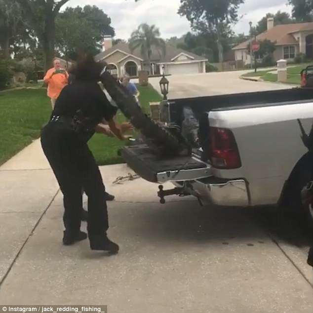 The eight foot reptile, which had it