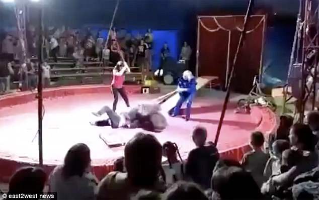 Desperate members of staff tried to beat the brown bear with sticks as it pinned a colleague to the ground