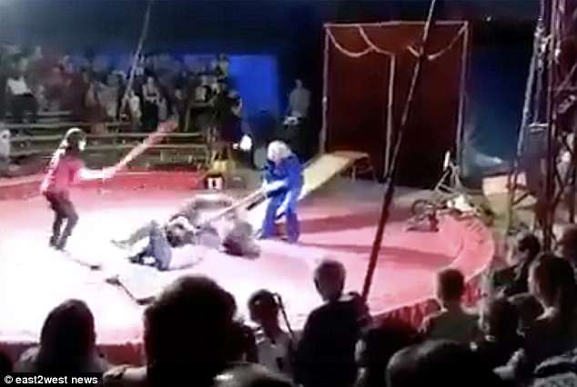 The predator overpowered the man, knocking him down and attacking him on the floor of the circus ring