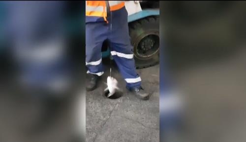 “부럽네”…오클랜드 항만노동자, 배수구서 도미 낚아 [페이스북 캡처] 연합뉴스