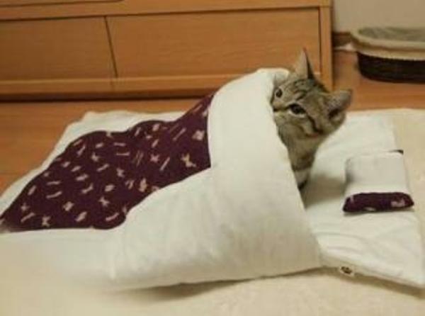 ãé»æ° ã¤ããã¾ã¾ å¯ããã®ç»åæ¤ç´¢çµæ