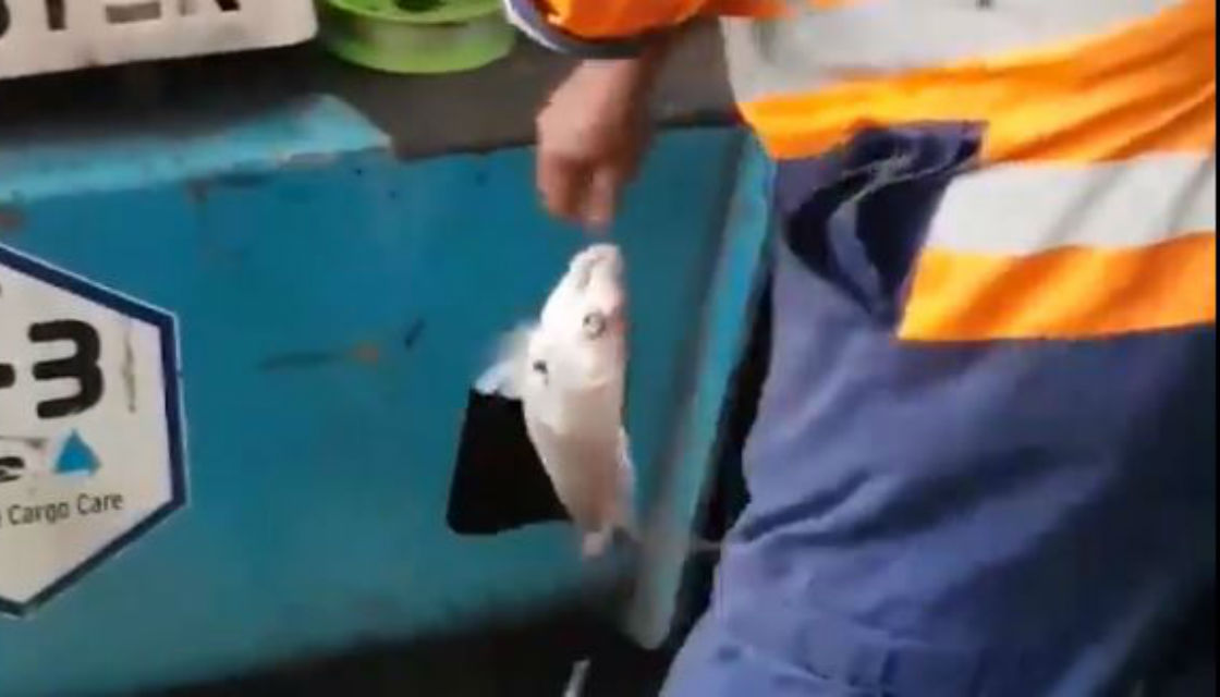 Kiwi port worker fishing through drainì ëí ì´ë¯¸ì§ ê²ìê²°ê³¼