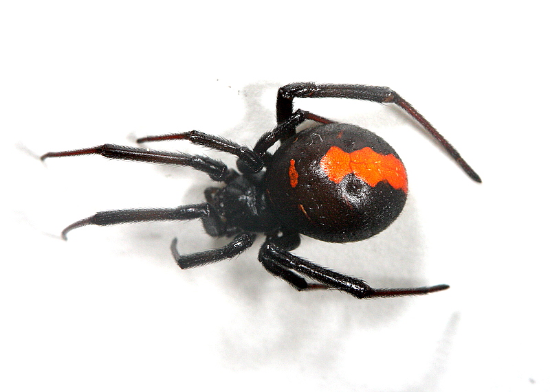 ã»ã¢ã«ã´ã±ã°ã¢ì ëí ì´ë¯¸ì§ ê²ìê²°ê³¼