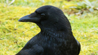 ã«ã©ã¹ì ëí ì´ë¯¸ì§ ê²ìê²°ê³¼