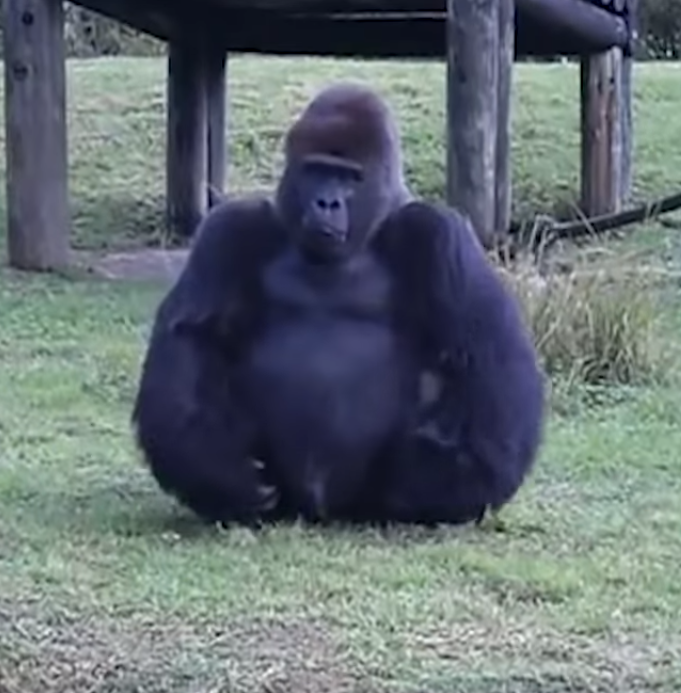 Gorilla Used Sign Language To Tell People He’s Not Allowed To Be Fed