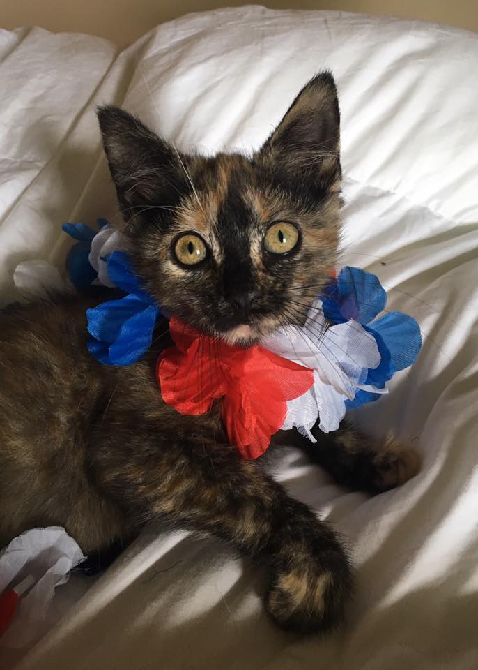 kitten-6