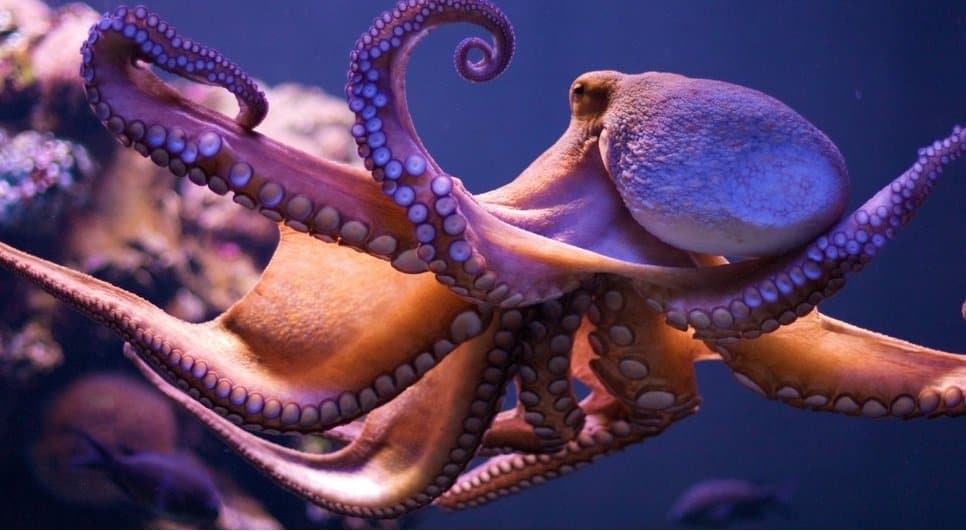 Top 10 Amazing Facts About Octopuses You Probably Didn't Know - Small Joys