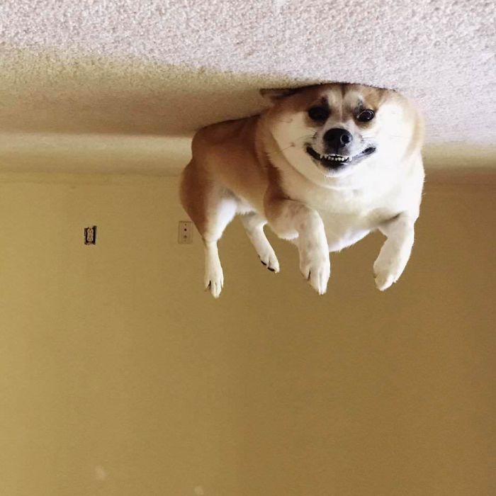 Dog Balloon