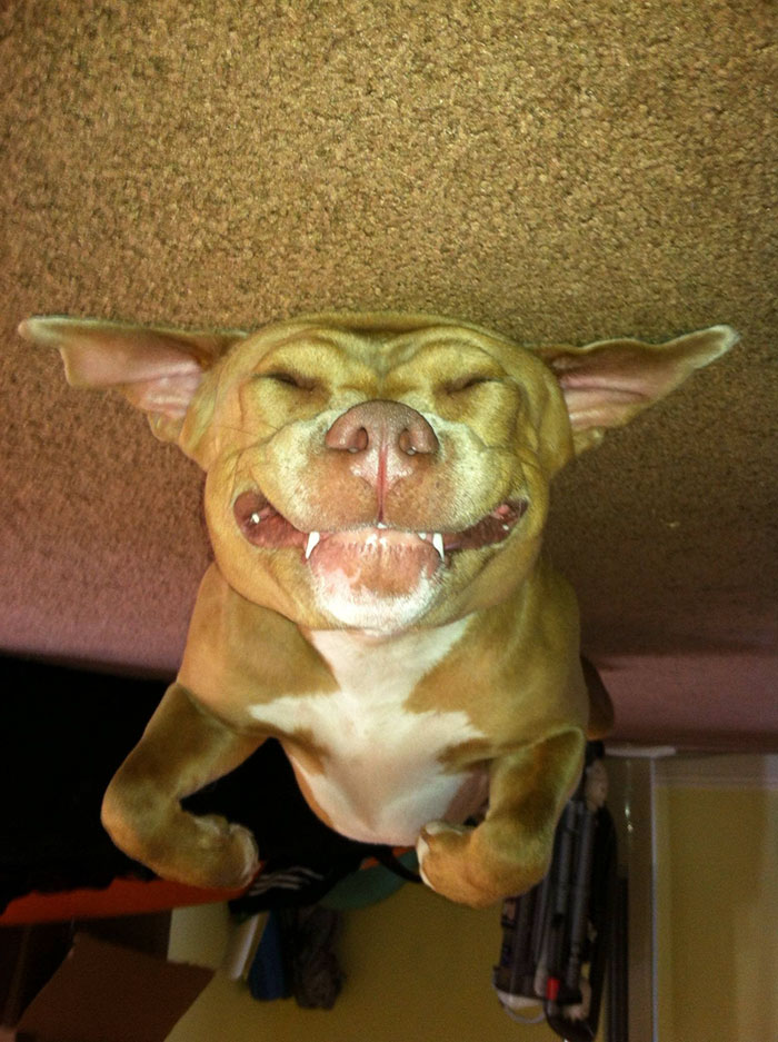 Funny-Dog-Balloons-Ceiling