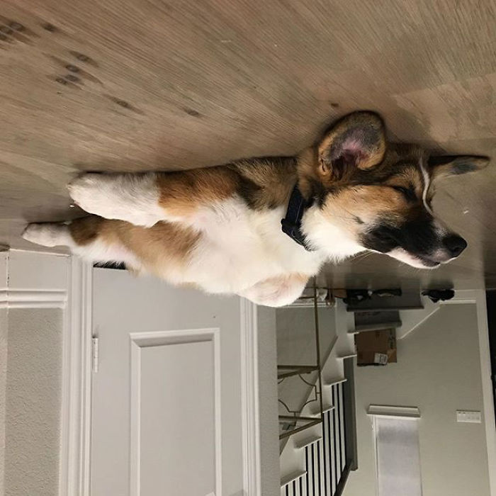 Funny-Dog-Balloons-Ceiling