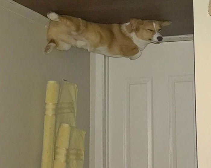 Funny-Dog-Balloons-Ceiling