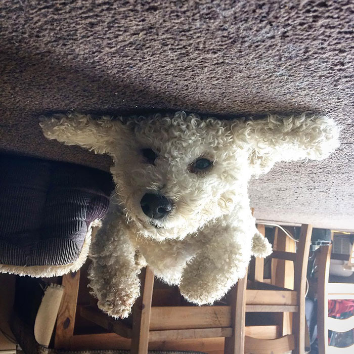 Funny-Dog-Balloons-Ceiling