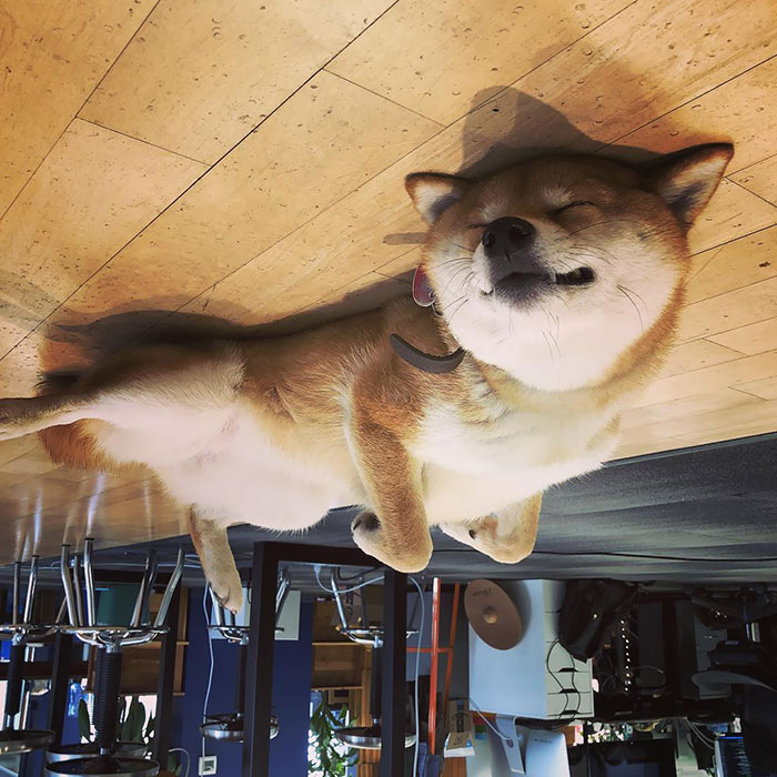 Funny-Dog-Balloons-Ceiling