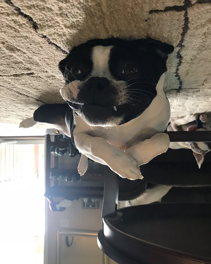 Funny-Dog-Balloons-Ceiling