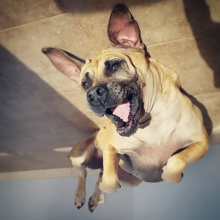 Funny-Dog-Balloons-Ceiling