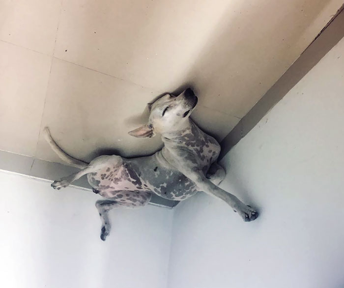 Funny-Dog-Balloons-Ceiling