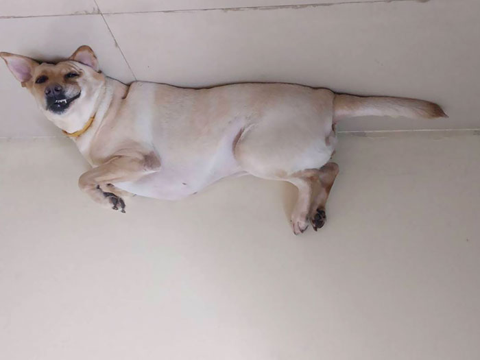 Funny-Dog-Balloons-Ceiling