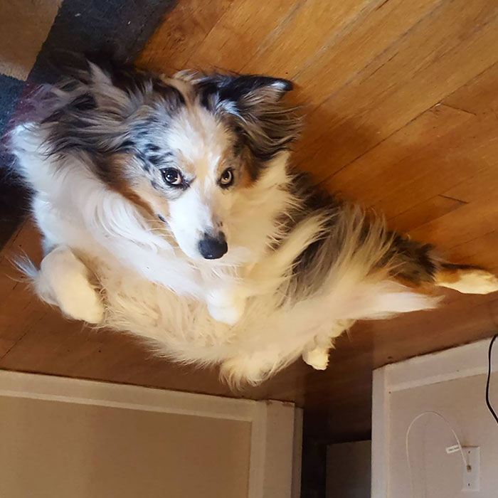 Funny-Dog-Balloons-Ceiling