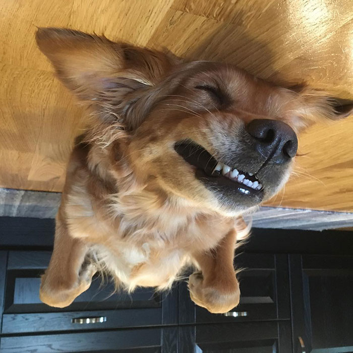 Funny-Dog-Balloons-Ceiling