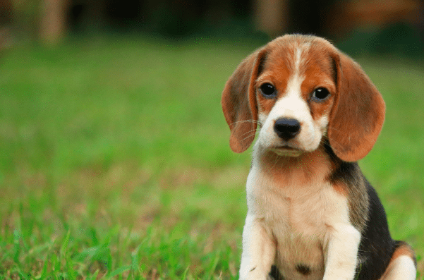 Hunde wissen, ob sie mit einem guten mädchen ausgehen