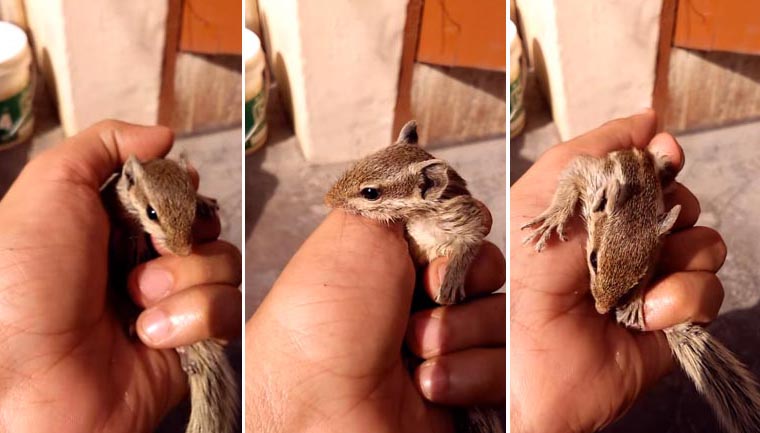 esquilo bebê