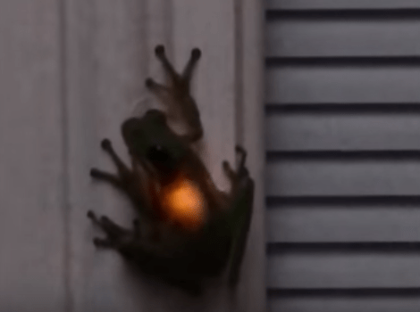 Amazing moment frog lights up after eating a firefly에 대한 이미지 검색결과