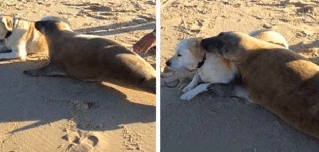 animals acting like dogs