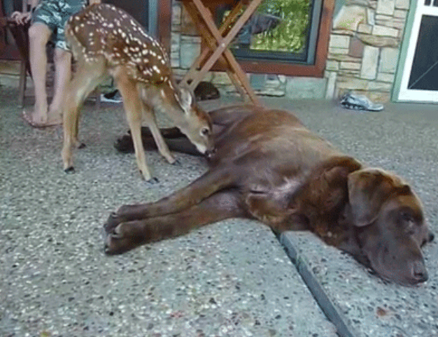 animals acting like dogs