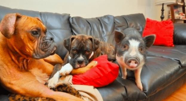 animals acting like dogs