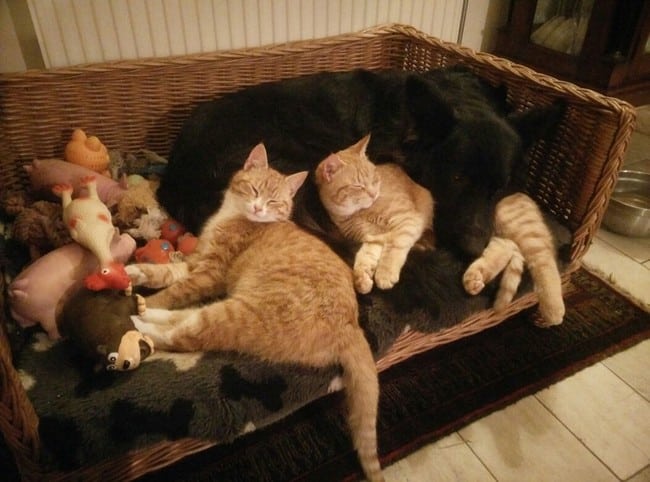 dogs acting like cats